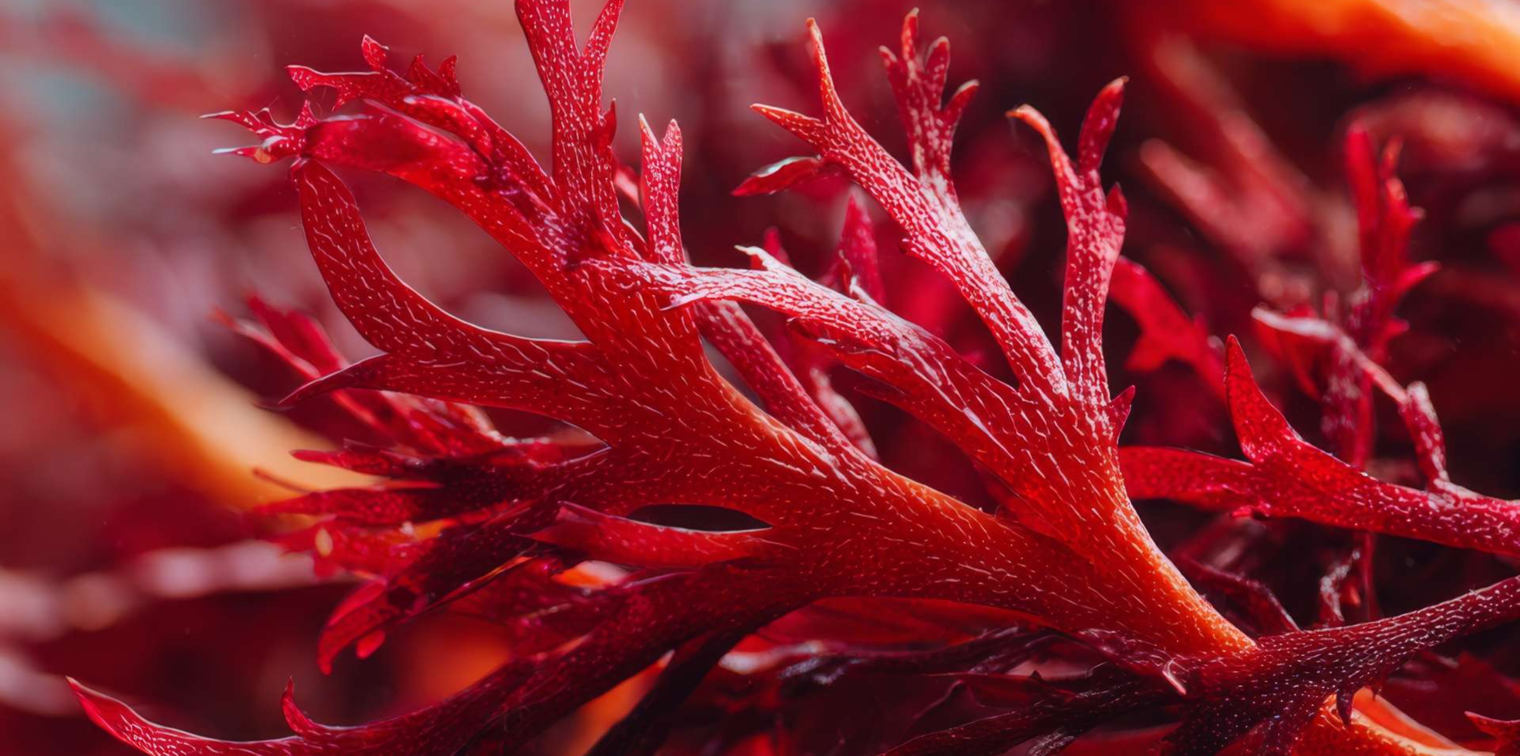 Astaxanthin und oxidativer Stress: Was 15 Humanstudien zeigen