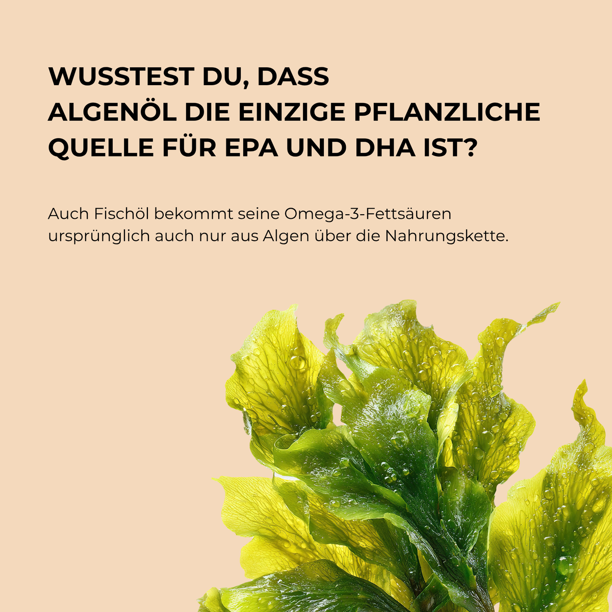BS3 Omega 3, Produktansicht 6