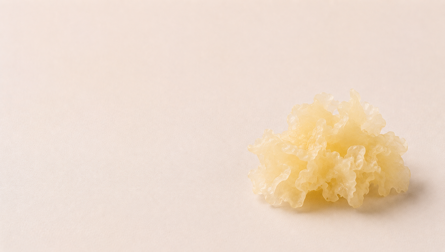 Tremella fuciformis Extrakt